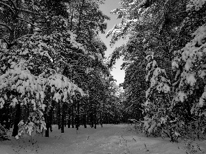 Snowy, winter, viewes, Path, trees, forest