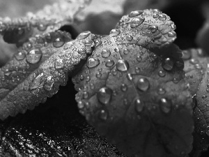 water, Leaf, drops