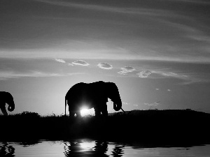 Elephants, sun, water, east