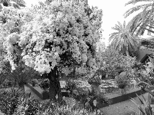 Marrakech, Garden, Majorelle