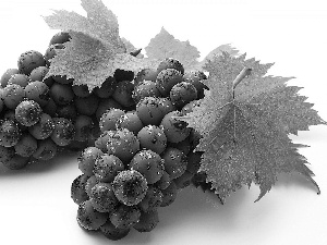 Grapes, drops, water, leaves