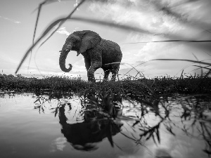 grass, reflection, Elephant, water