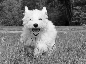 dog, West Highland White Terrier
