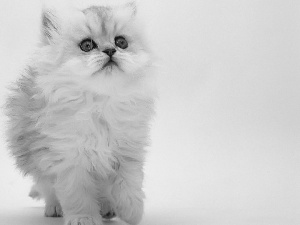Persian Cat, fluffy, White