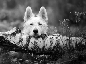 trunk, dog, White Swiss Shepherd