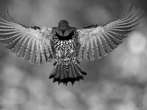 wings, woodpecker, spread