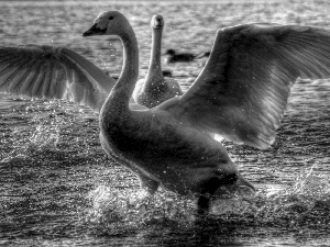 wings, water, Swan
