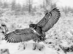 winter, owl, flight