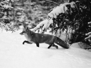 winter, Fox, forest