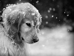 sad, snow, winter, doggy