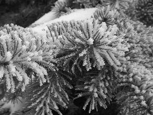 Twigs, snow, winter, spruce
