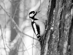 woodpecker, forest, winter, trees