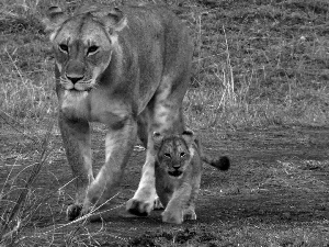 young, mother, Lioness