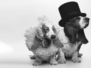 young, newlyweds, Bassets, Steam, Two cars
