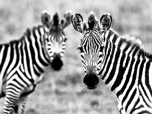 Two, zebra