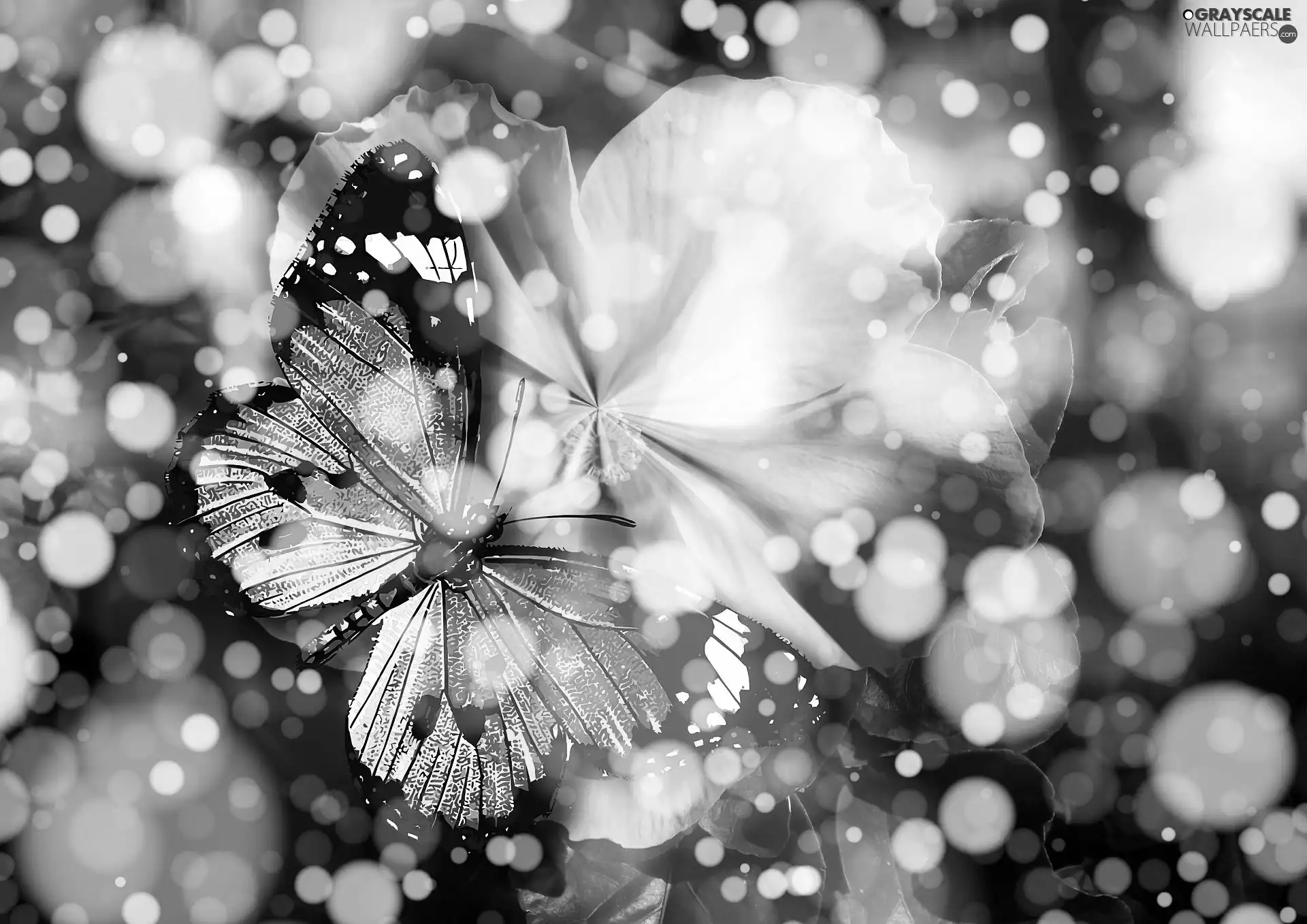 color, butterfly, 2D Graphics, Bokeh