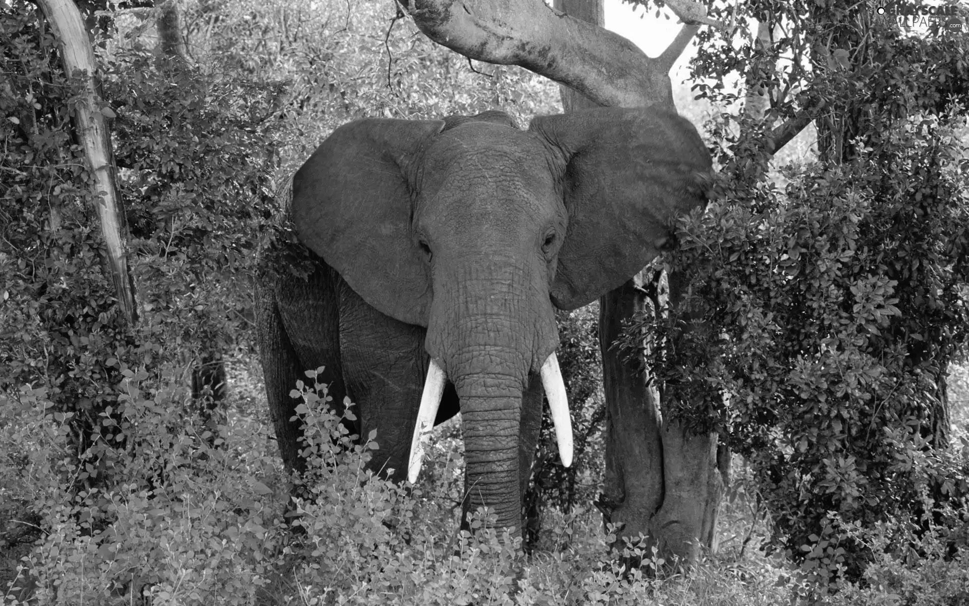 Africa, Elephants, savanna