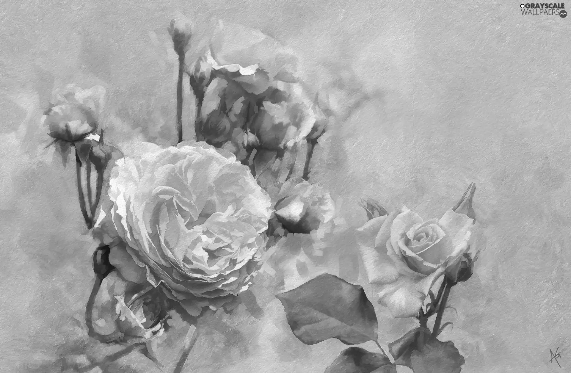 roses, developed, graphics, Alberto Guillen, Buds, Pink