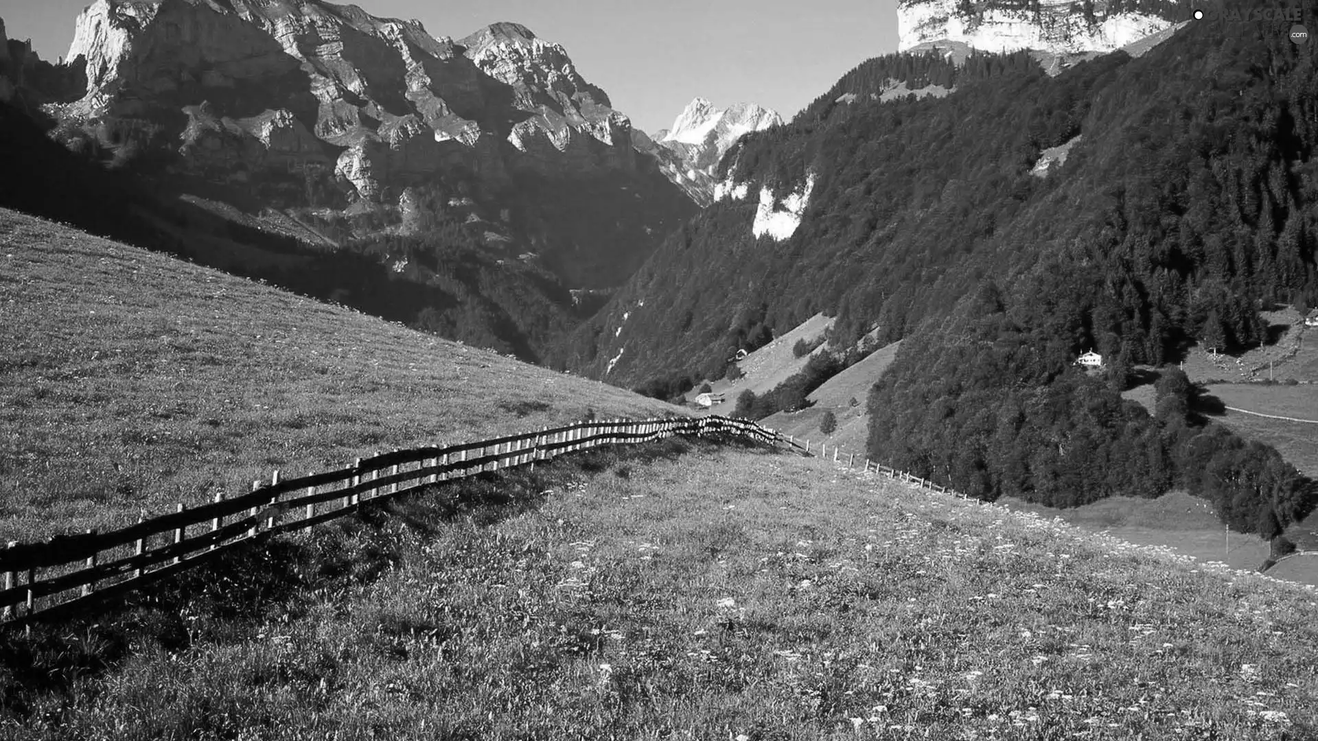 Meadow, Mountains, Alps, Switzerland, fence, forest
