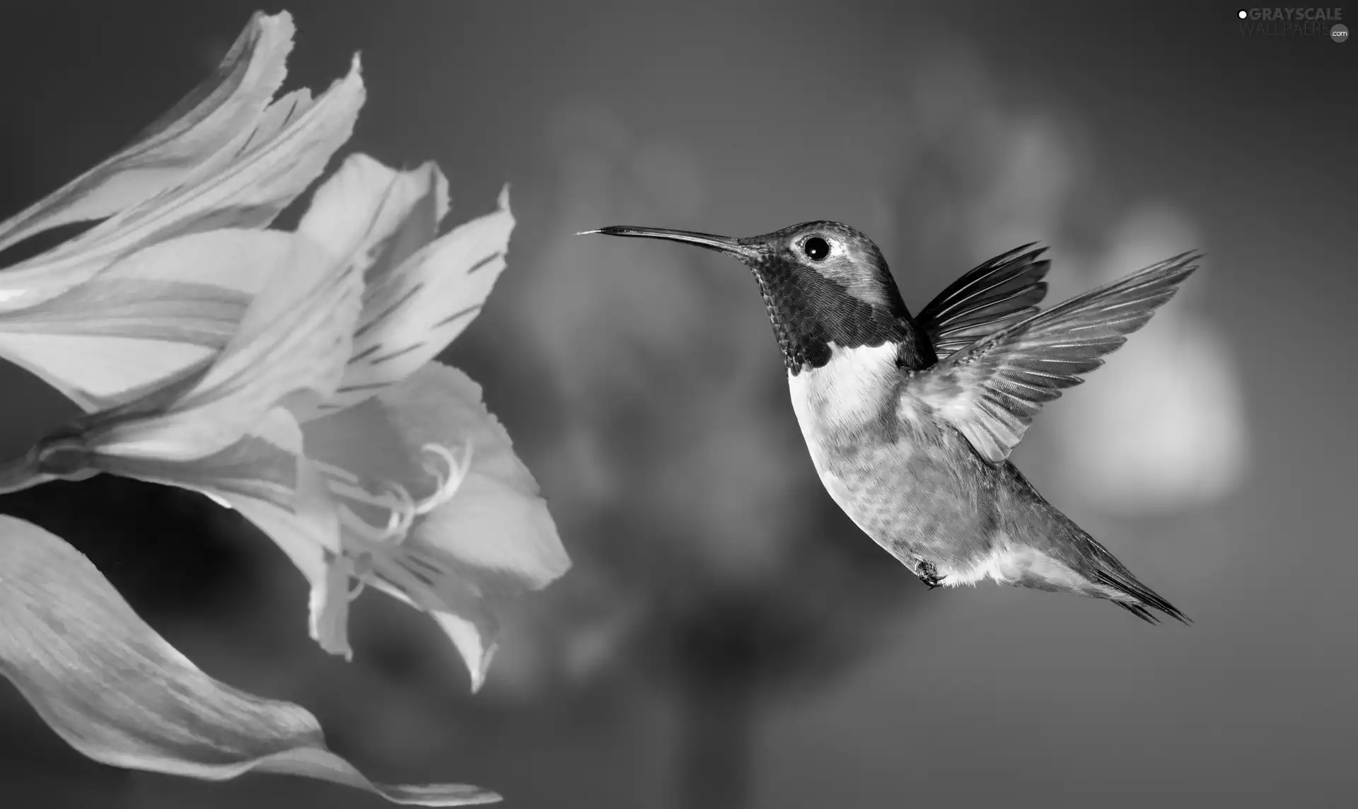 humming-bird, Flowers, Alstroemeria, Bird