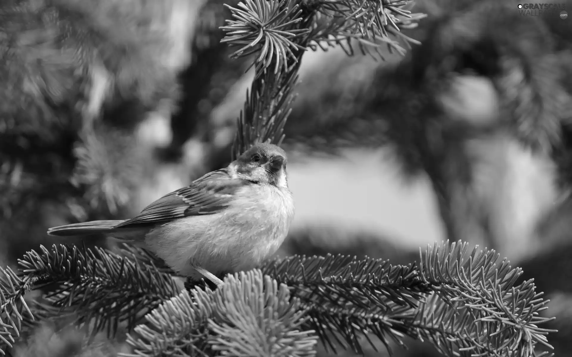 pine Tree, birdies, an