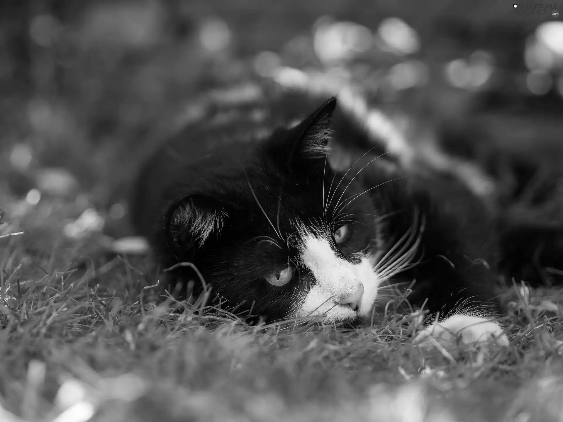 grass, blur, black and white, cat, lying