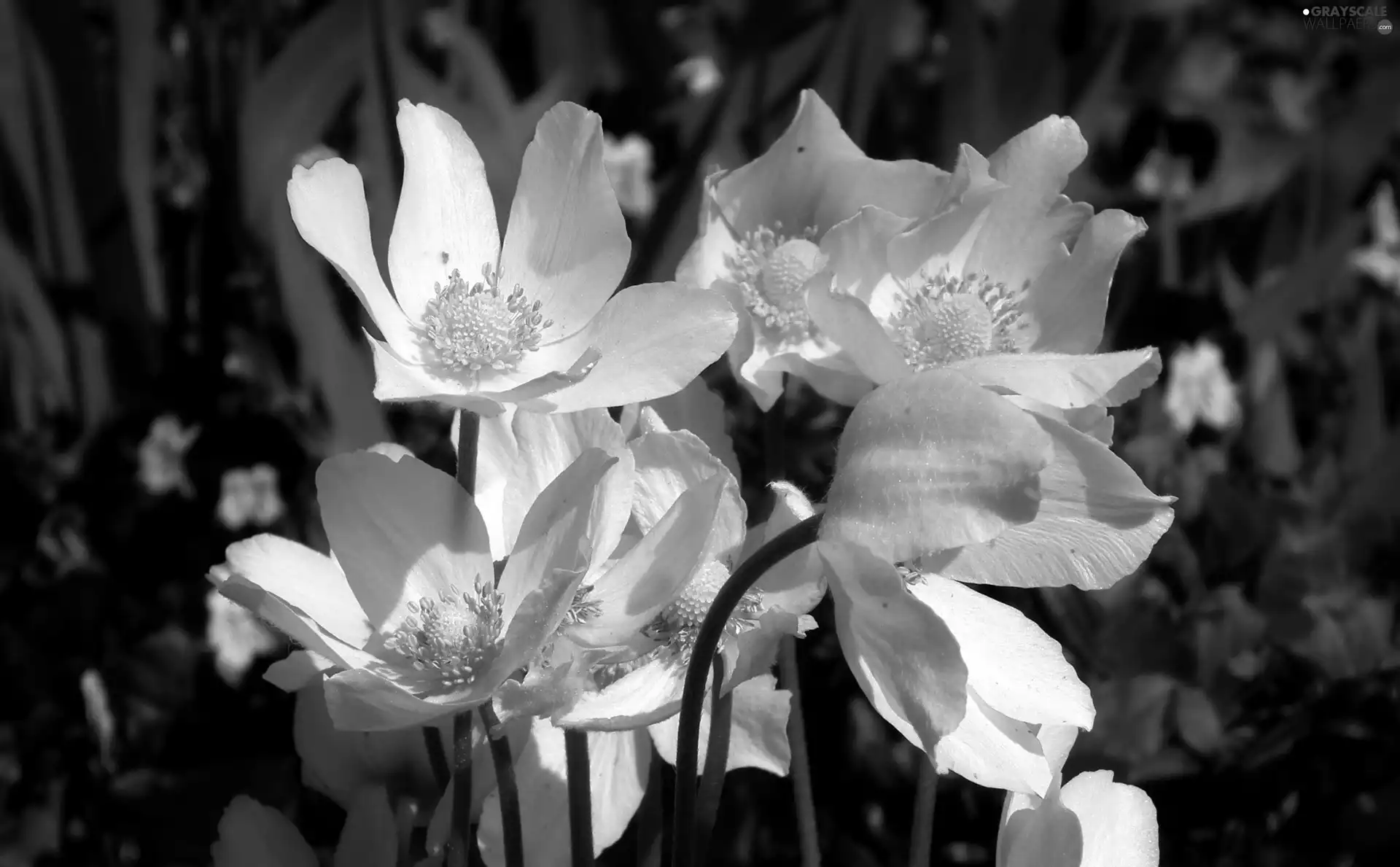 anemone, nature, Flowers