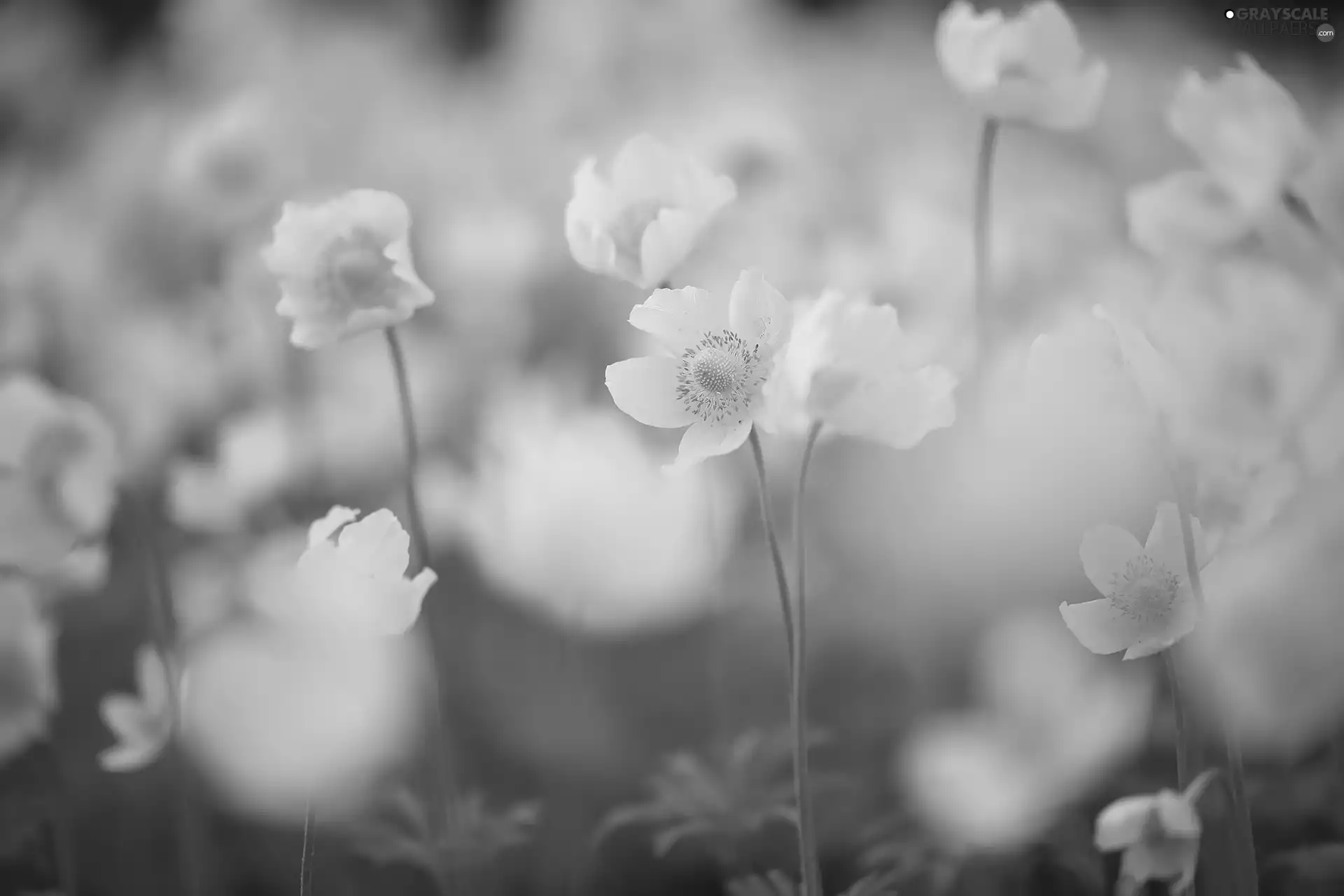 Flowers, White, Poppy Anemone
