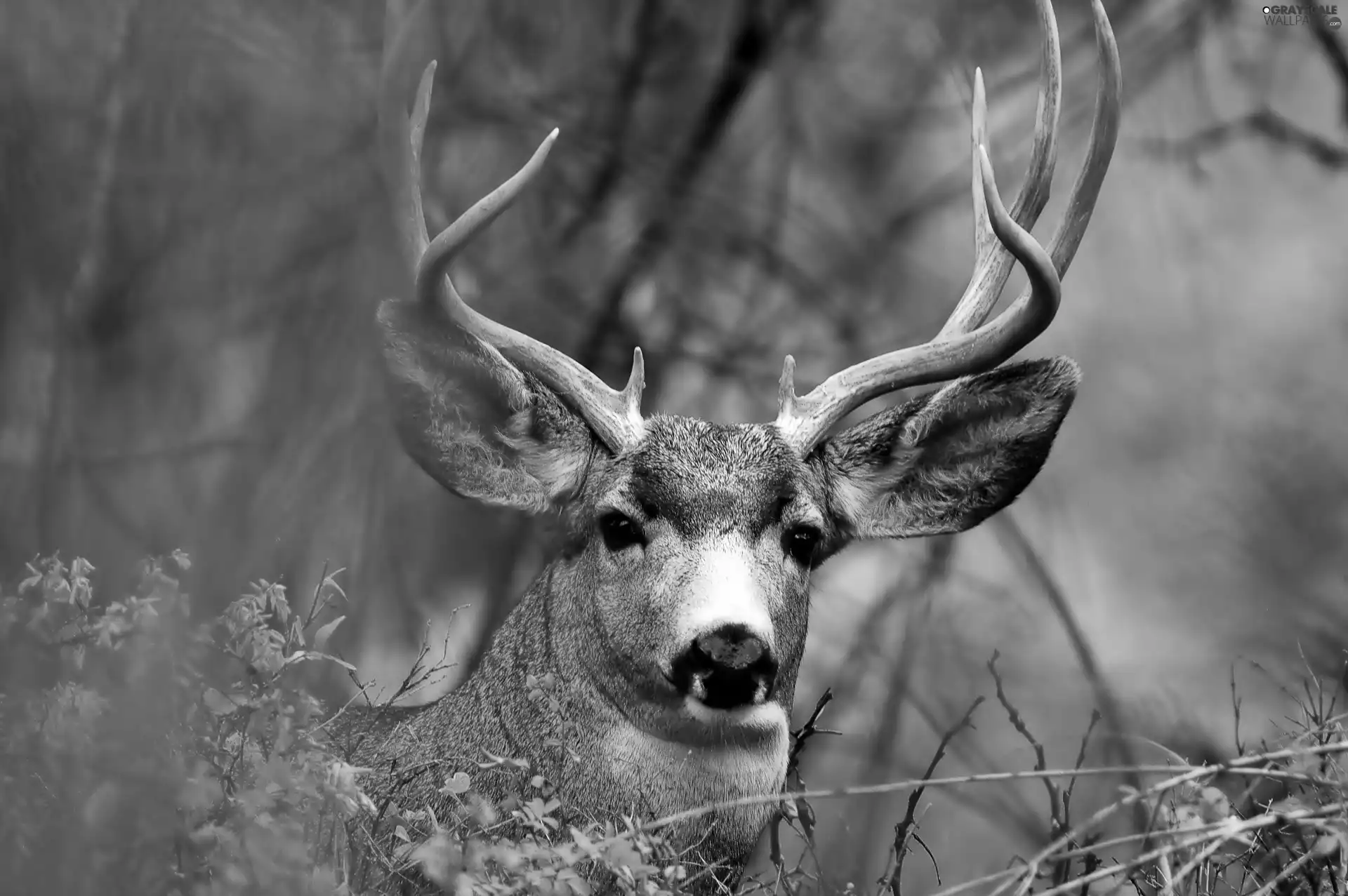 deer, antlers