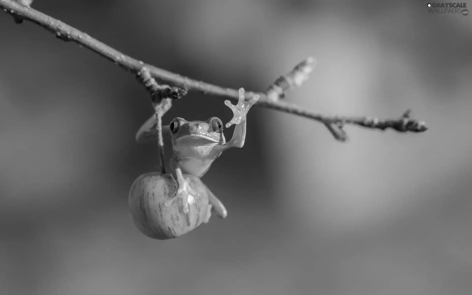Apple, branch, strange frog