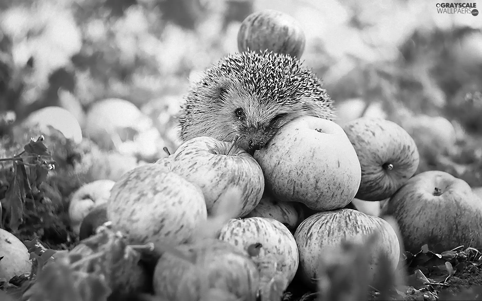 hedgehog, apples