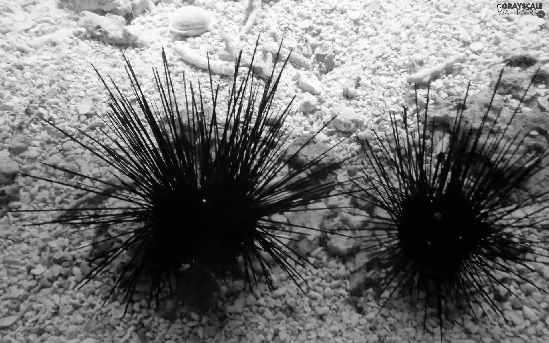Sea urchins, water, aquarium, Pebble