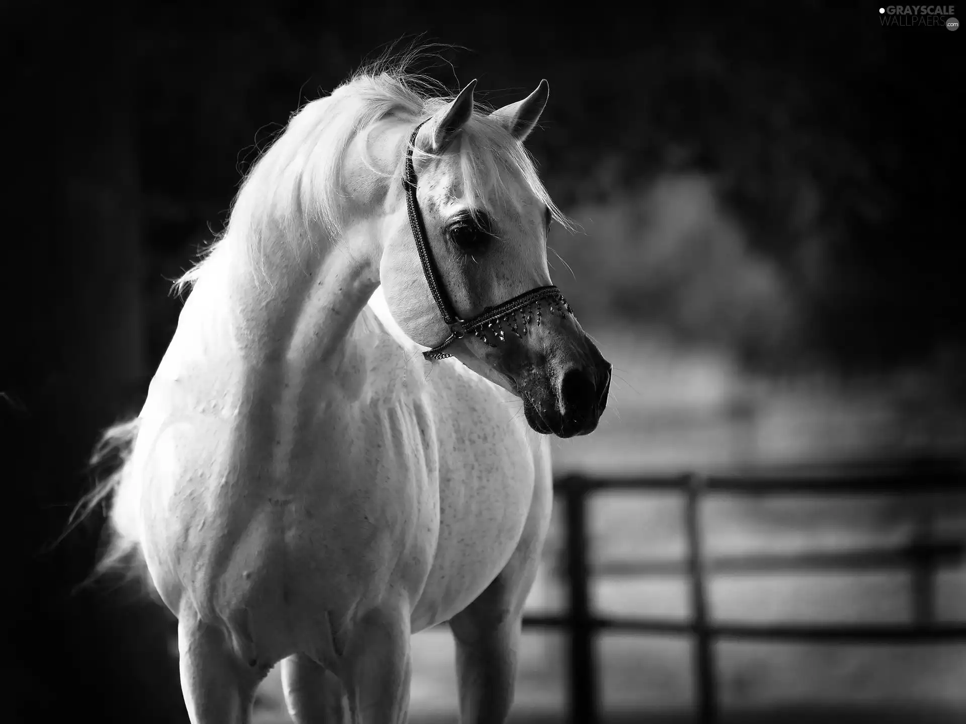 Arab, White, Horse