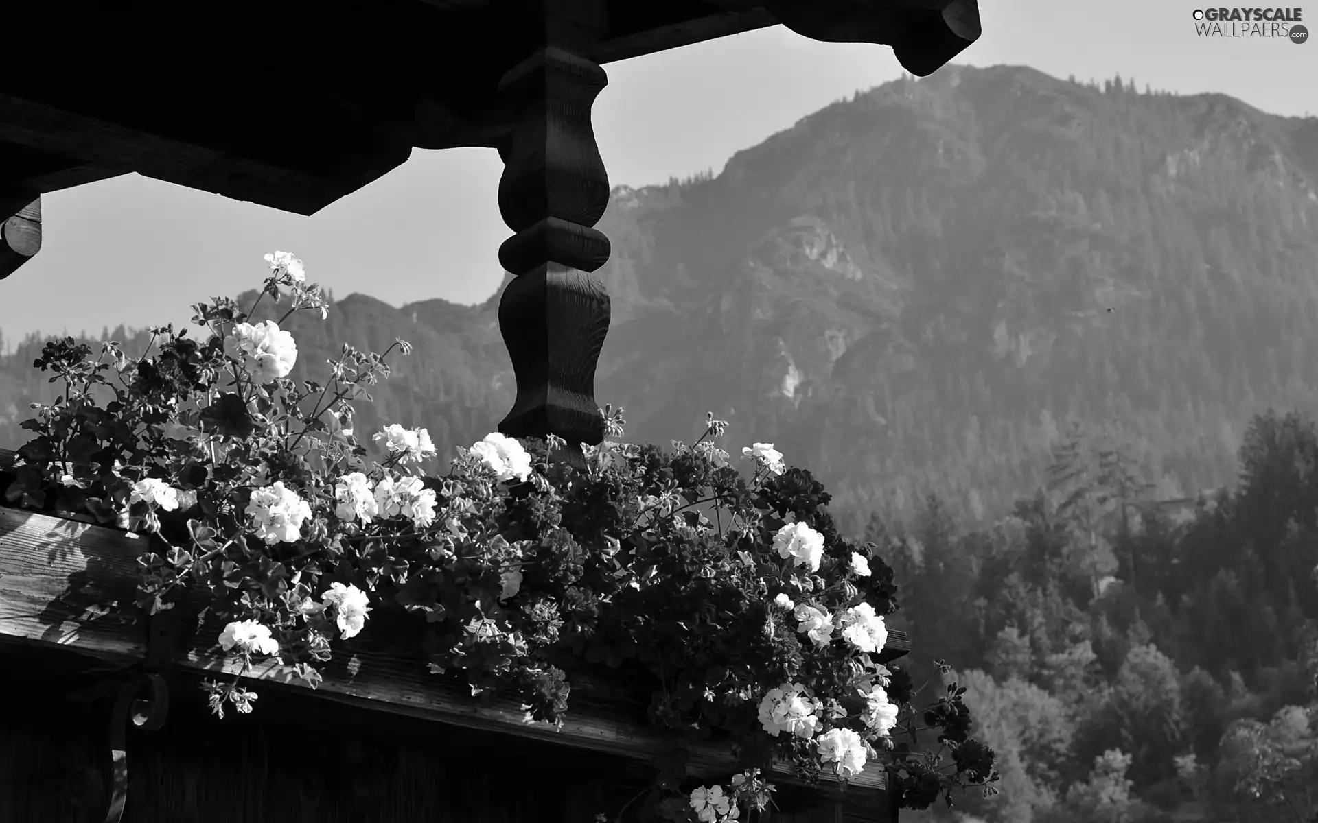 geraniums, Alps Mountains, Austria, terrace