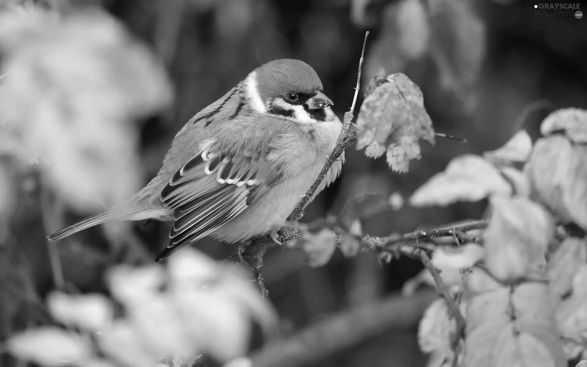 tree sparrow, forest, autumn, trees
