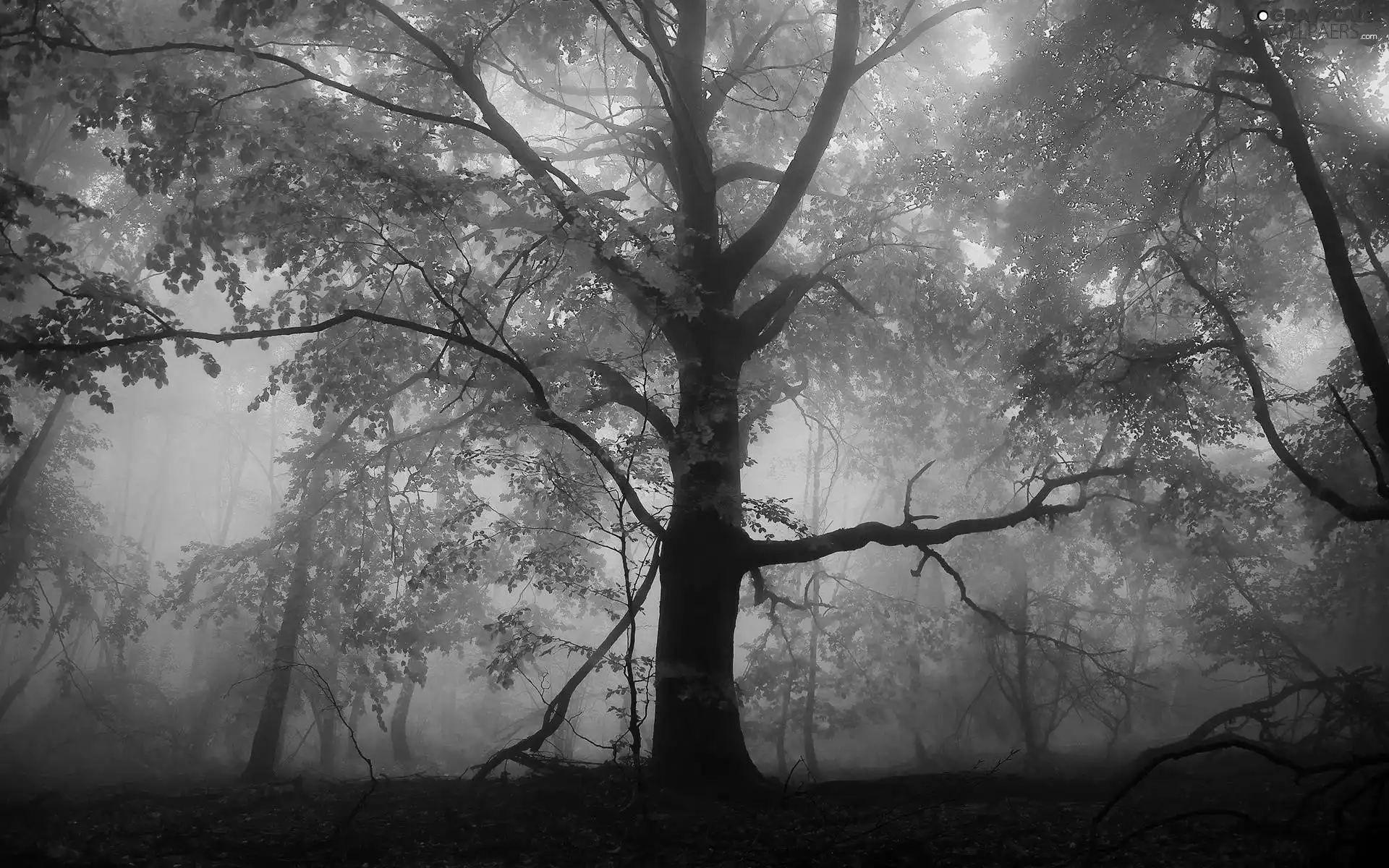 autumn, trees, Fog
