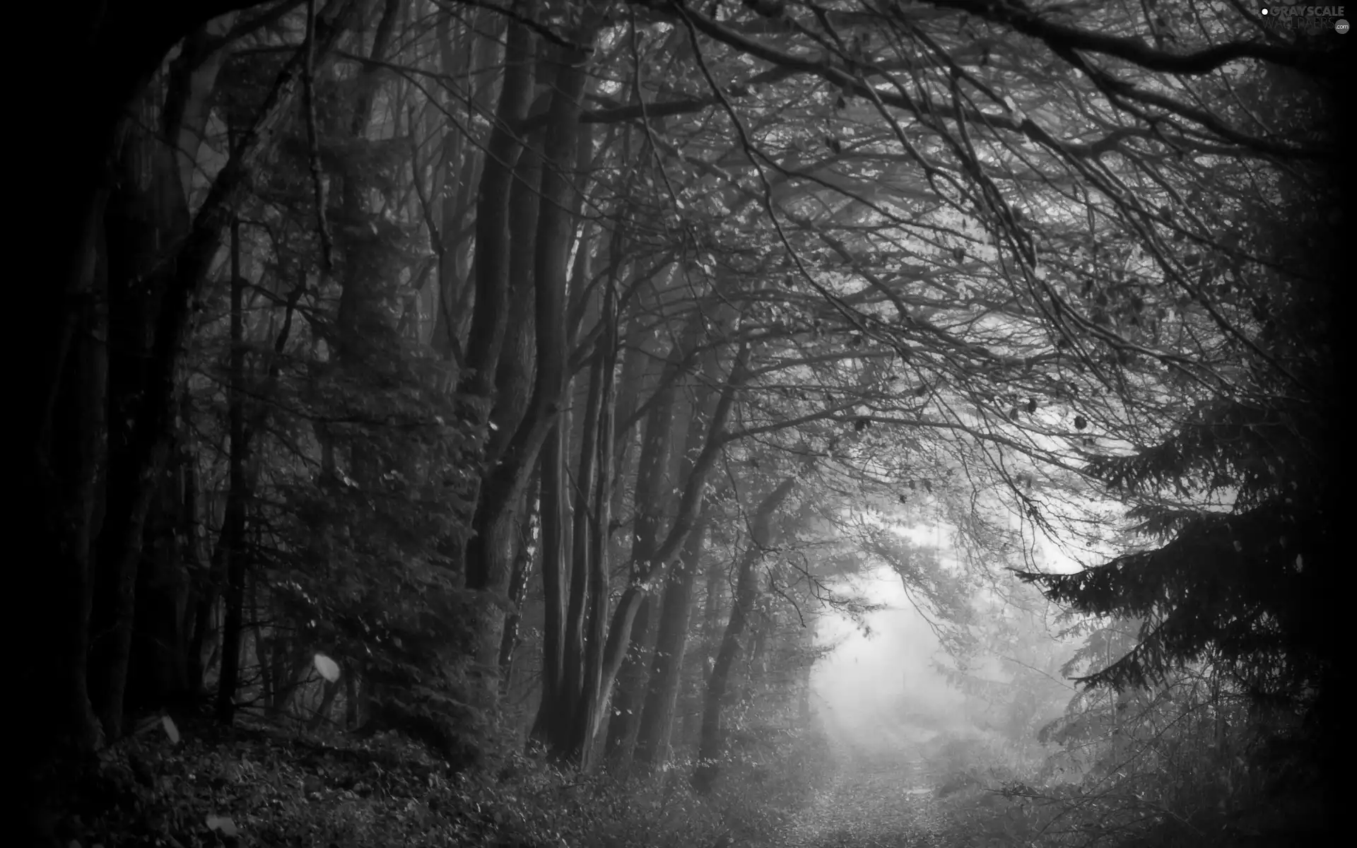 forest, Fog, autumn, Way