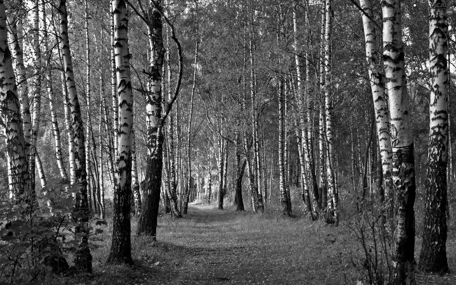 forest, Way, autumn, birch