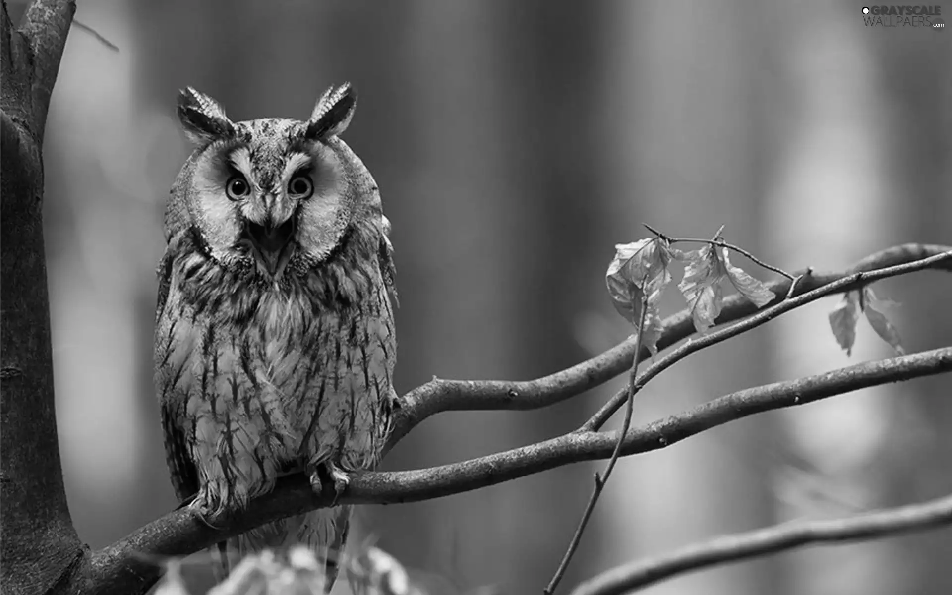 owl, forest, autumn, trees