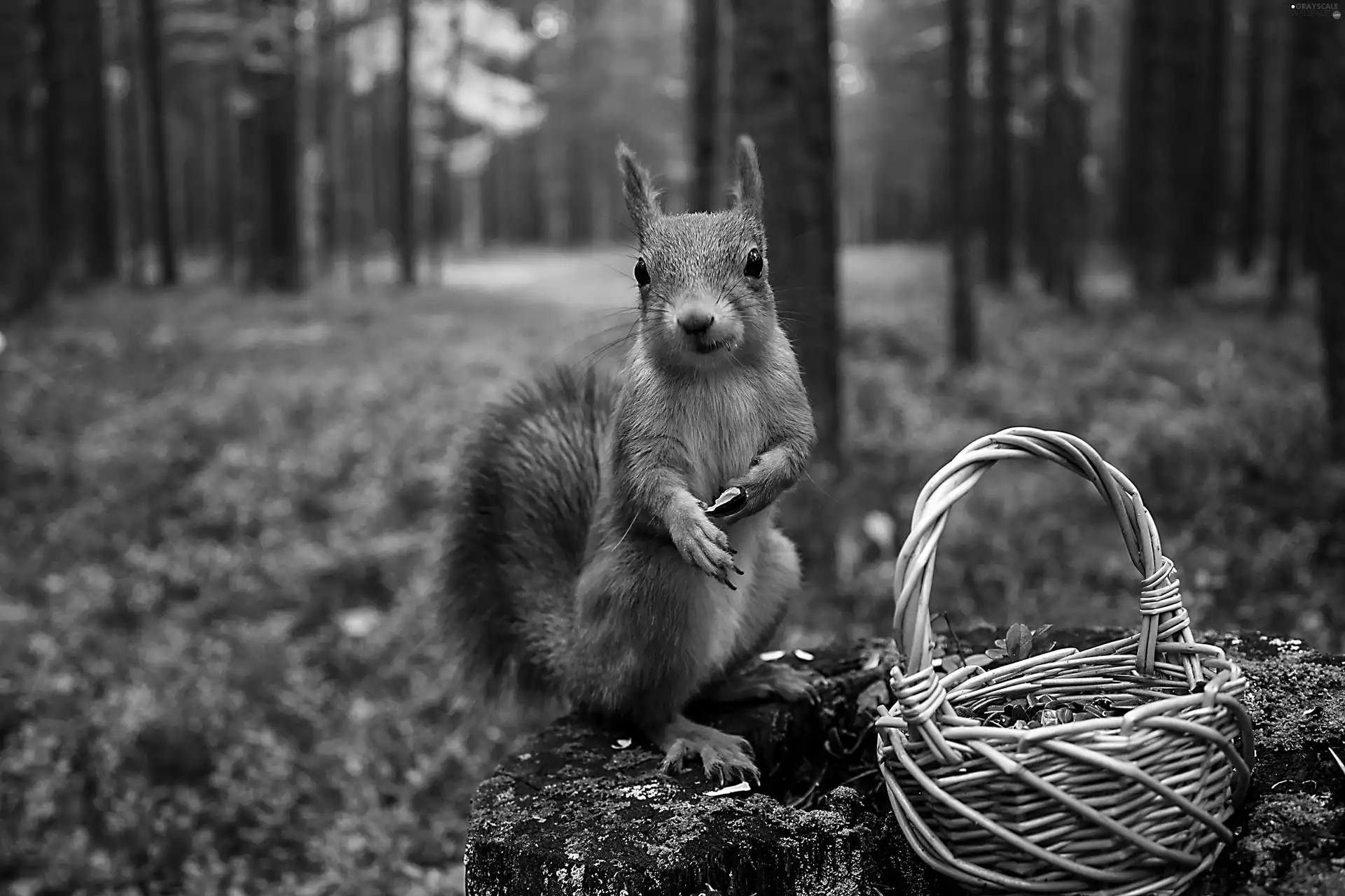 squirrel, basket, autumn, forest