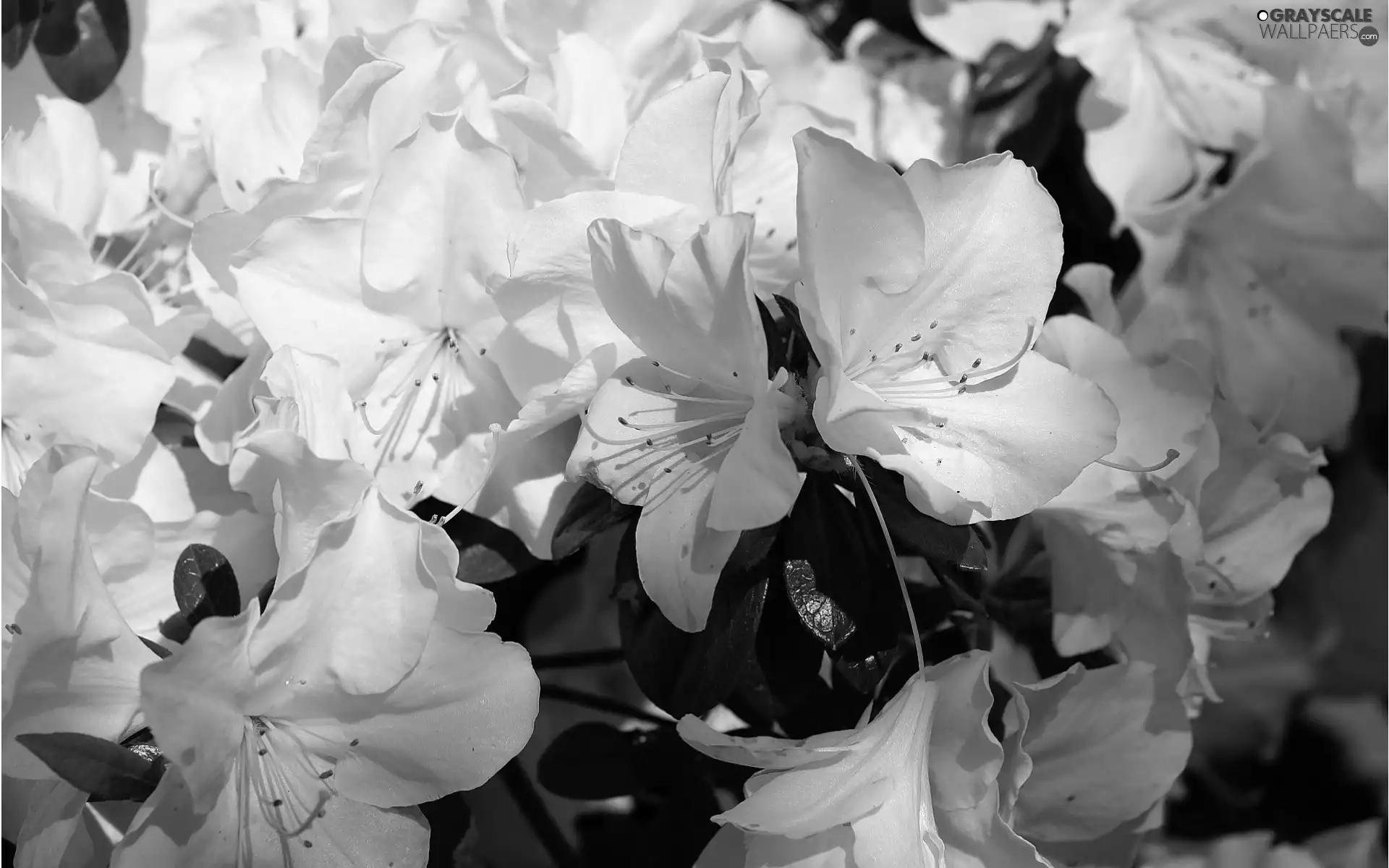 rhododendron, White, azalea