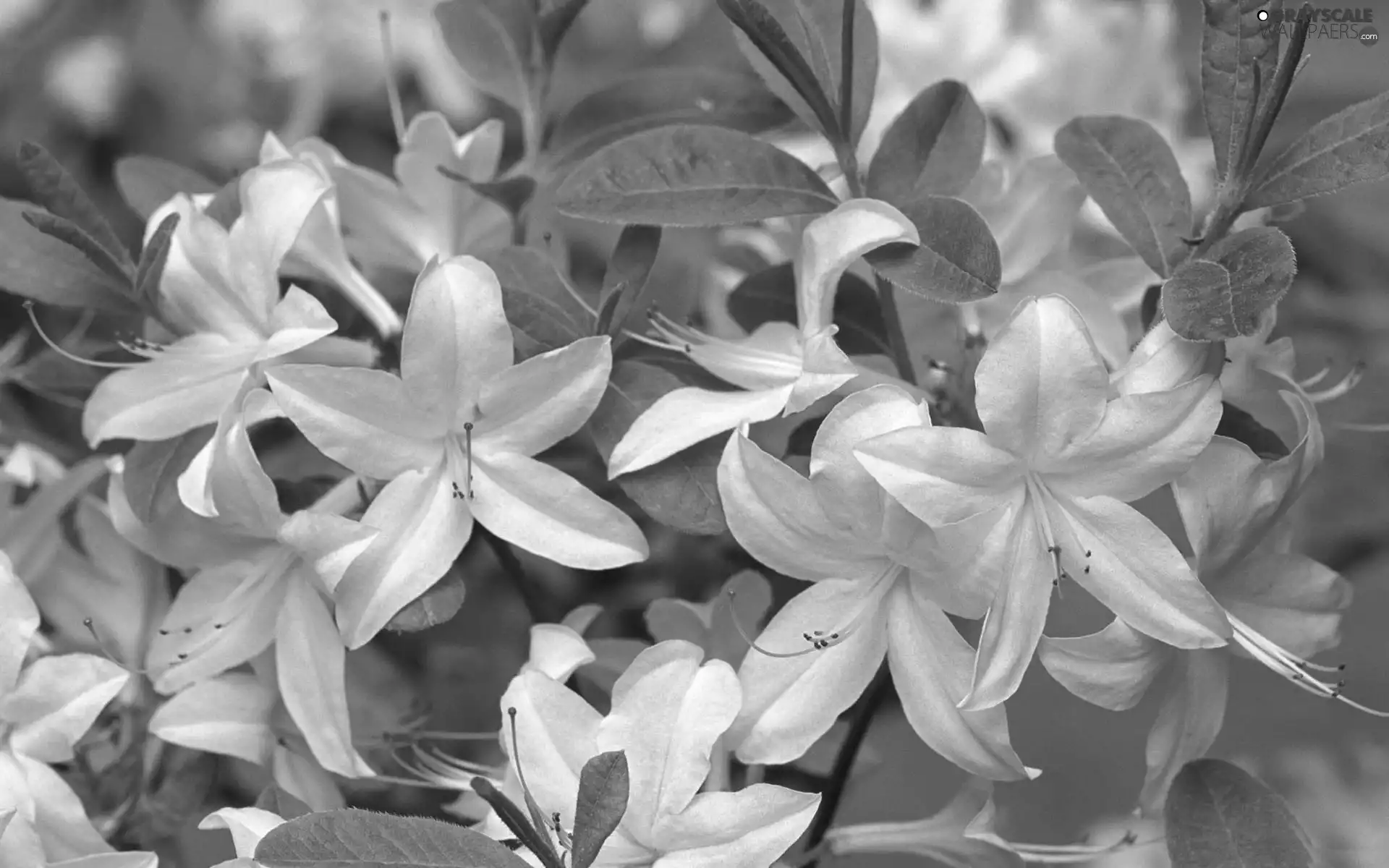 White, Azalii, rhododendron, Flowers