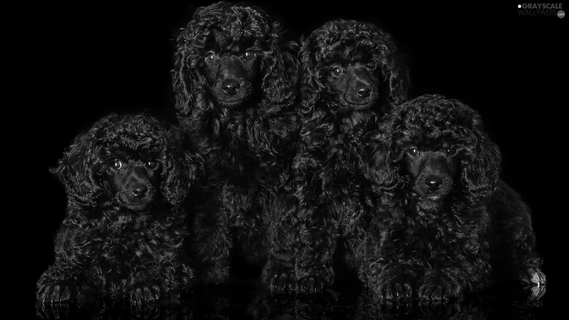 Black, background, Black, Poodles, Dogs