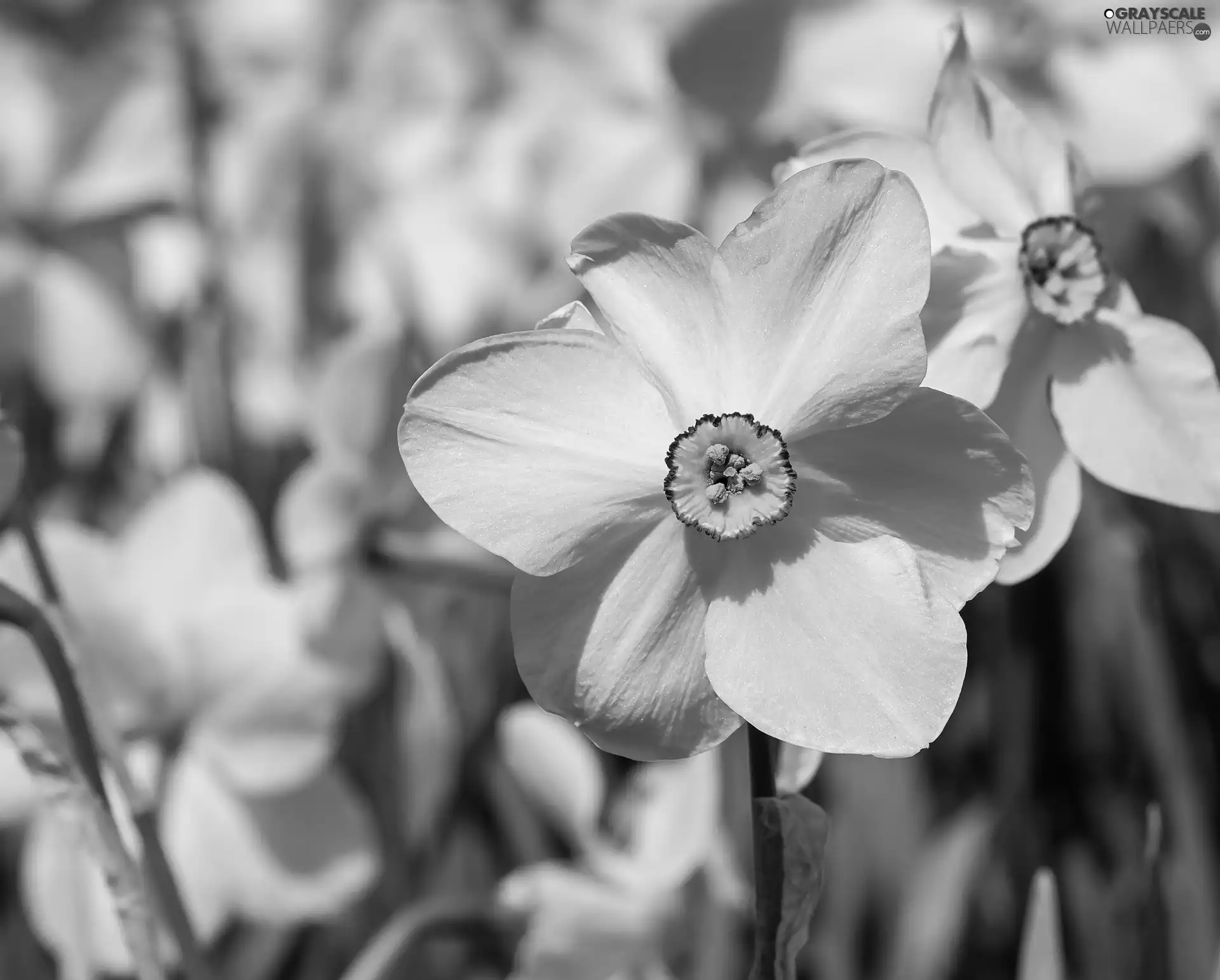 blurry background, Flowers, White Narcissus