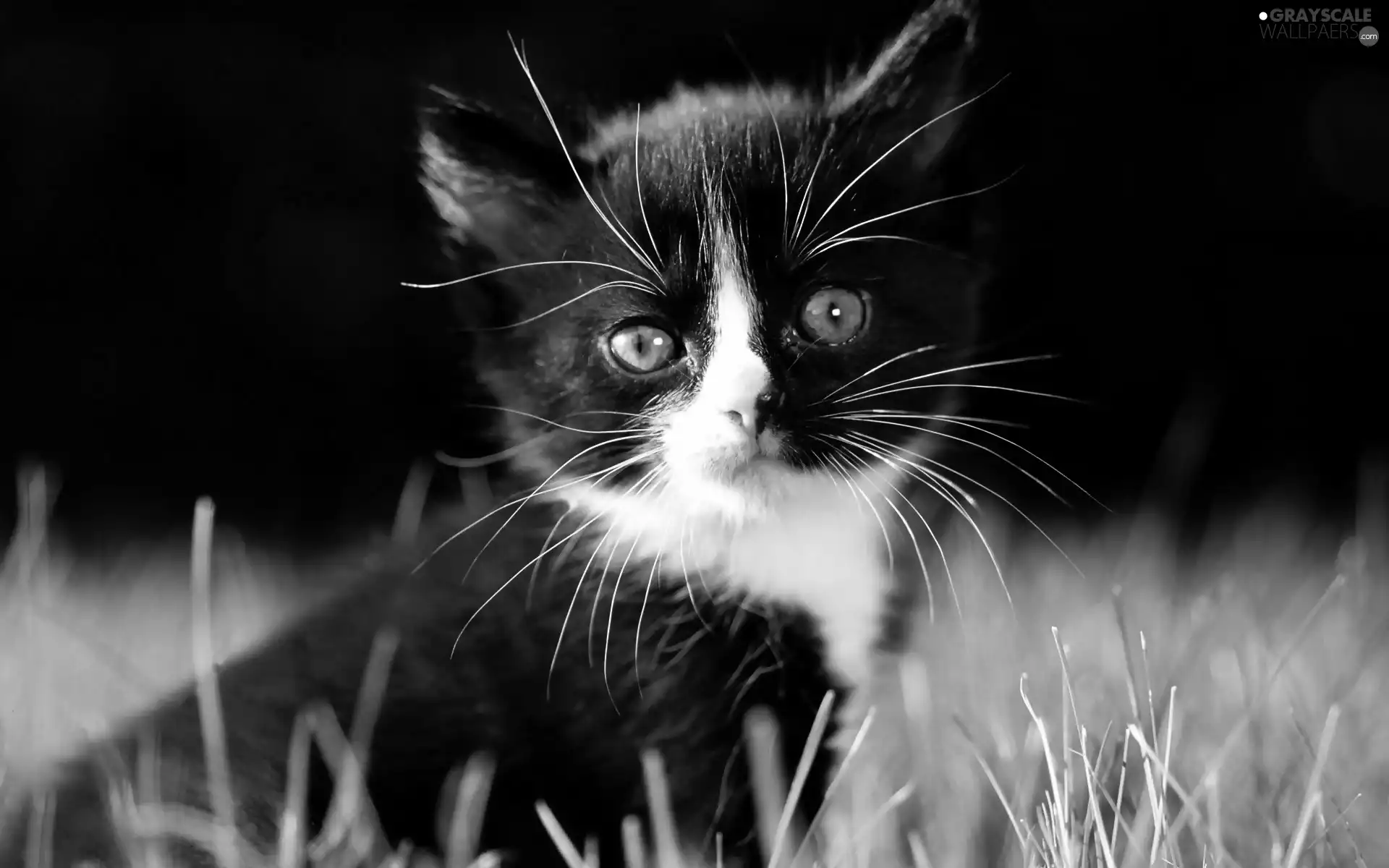 kitten, Black, background, rapprochement