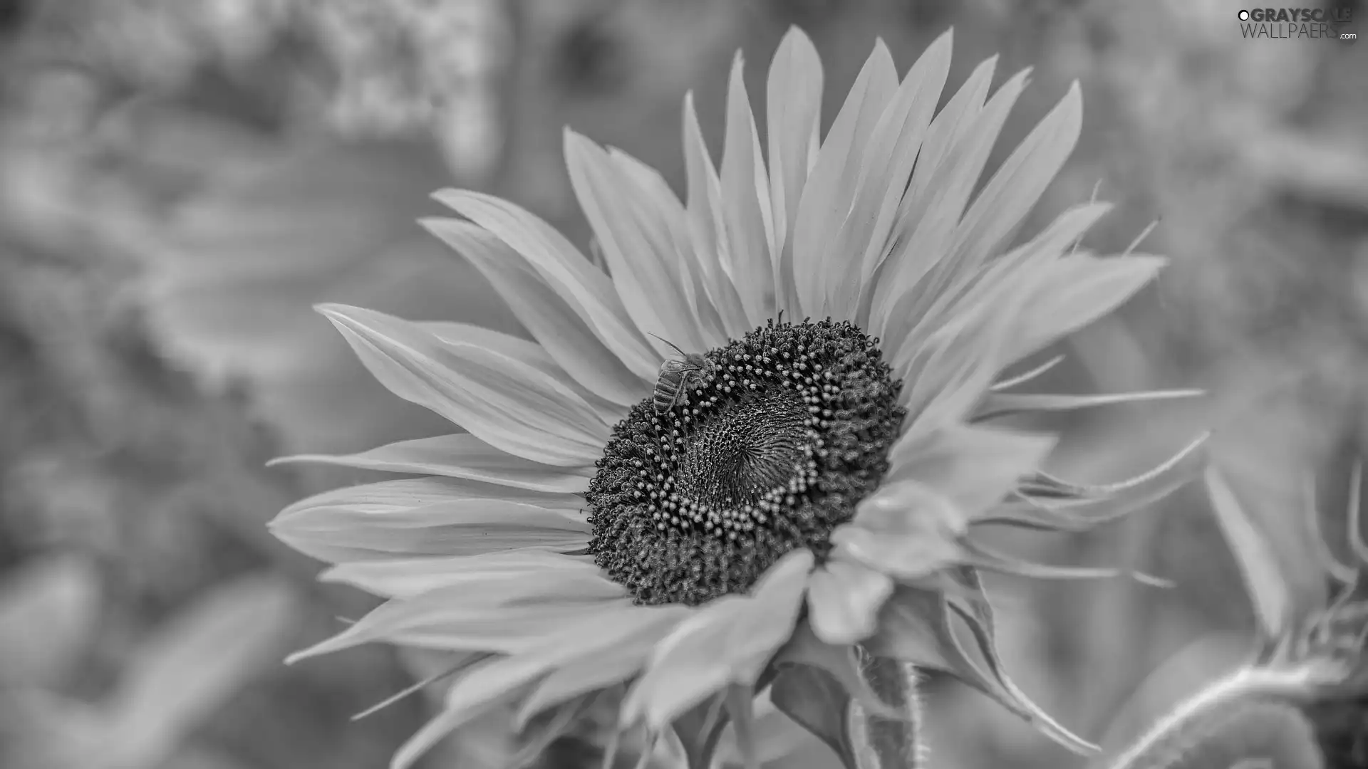 fuzzy, background, Sunflower, rapprochement, flower