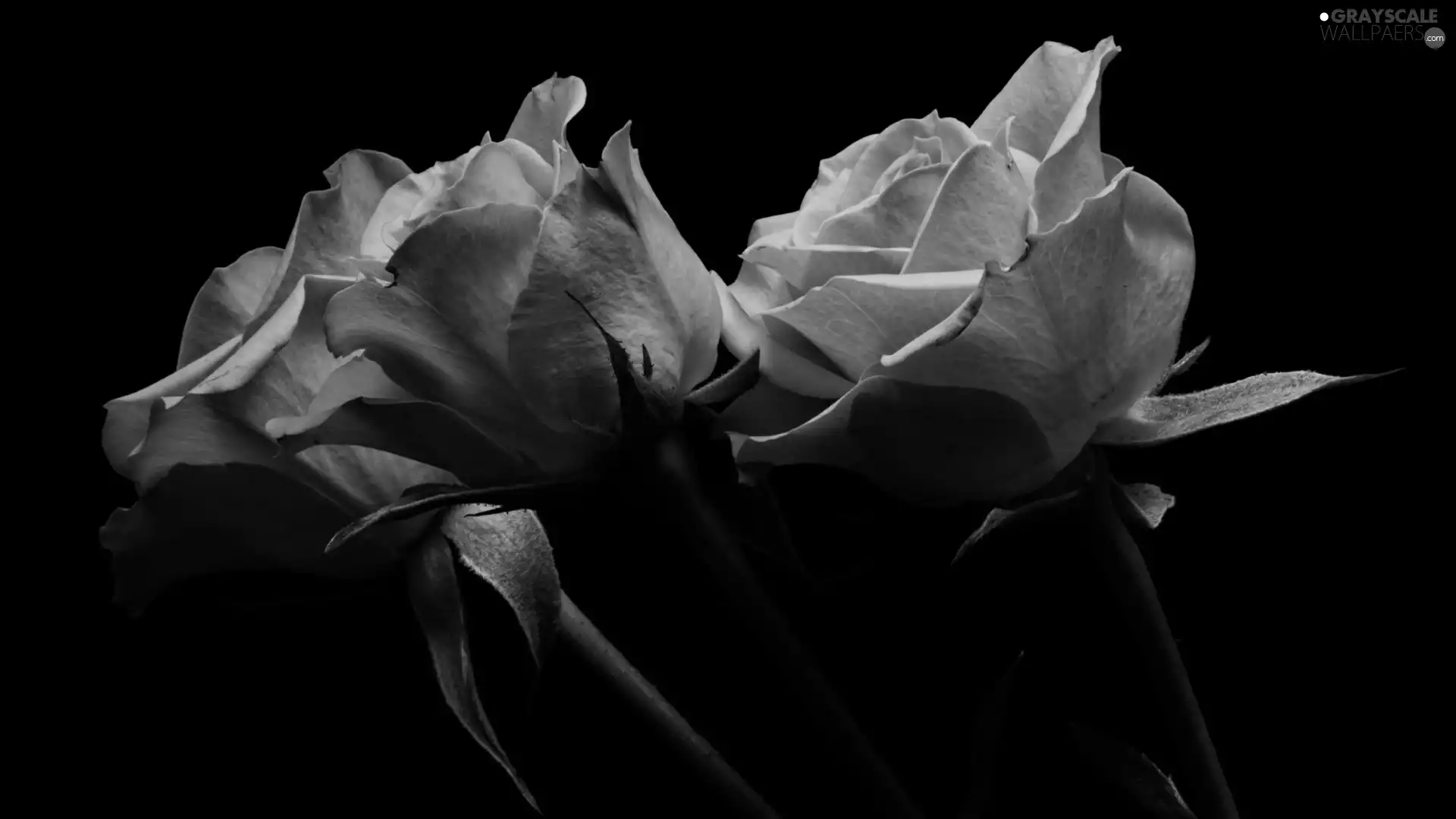 tea, Flowers, Black, background, roses, Three