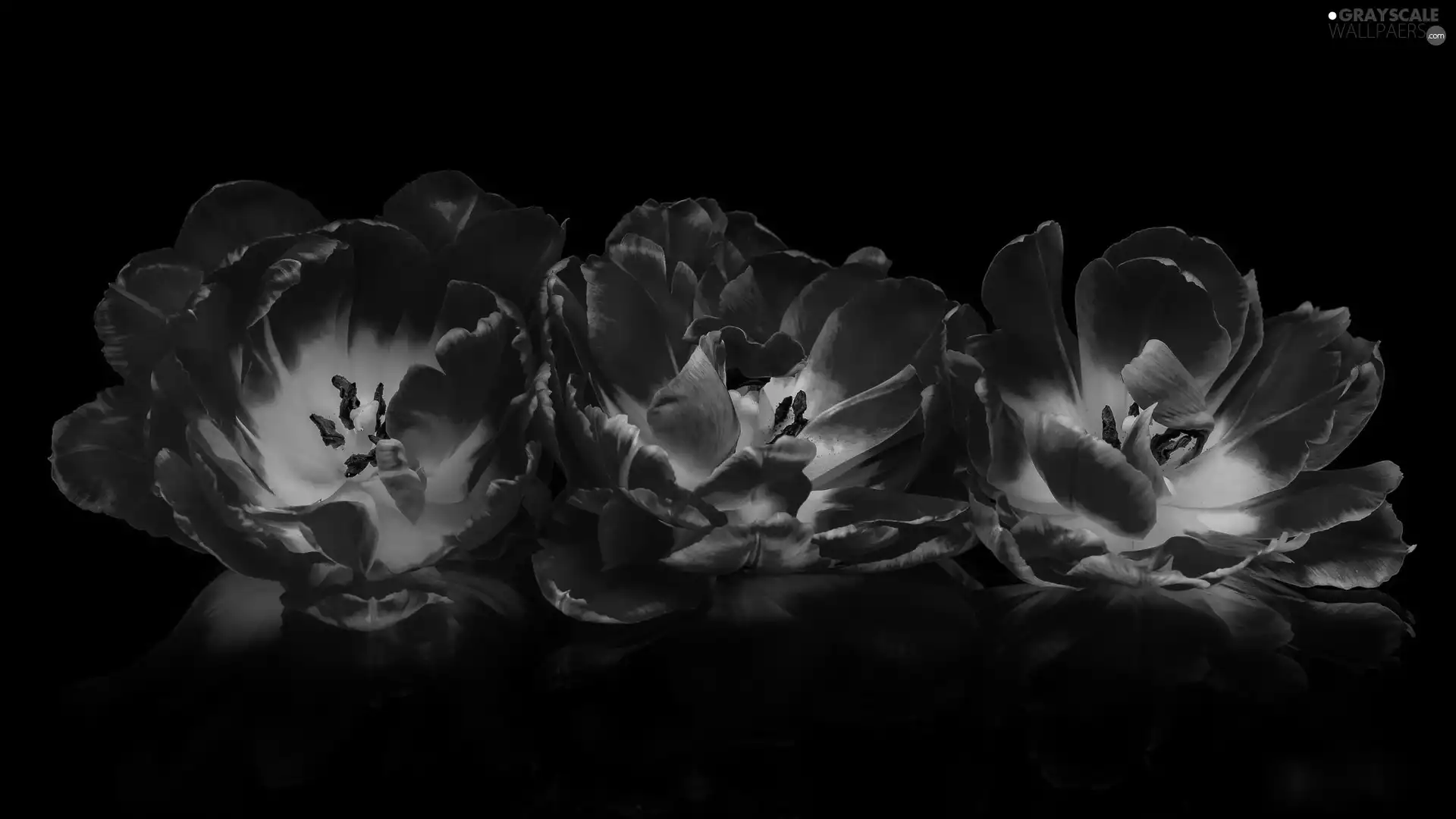 developed, Flowers, dark, background, Tulips, Three