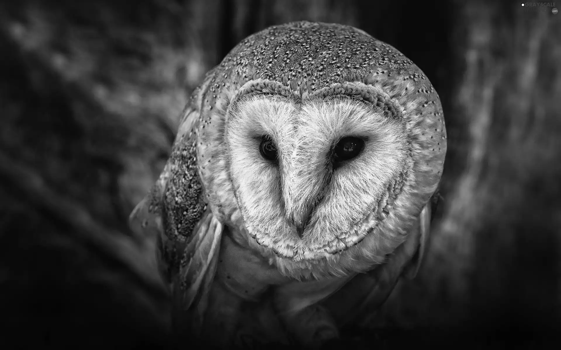 owl, Barn