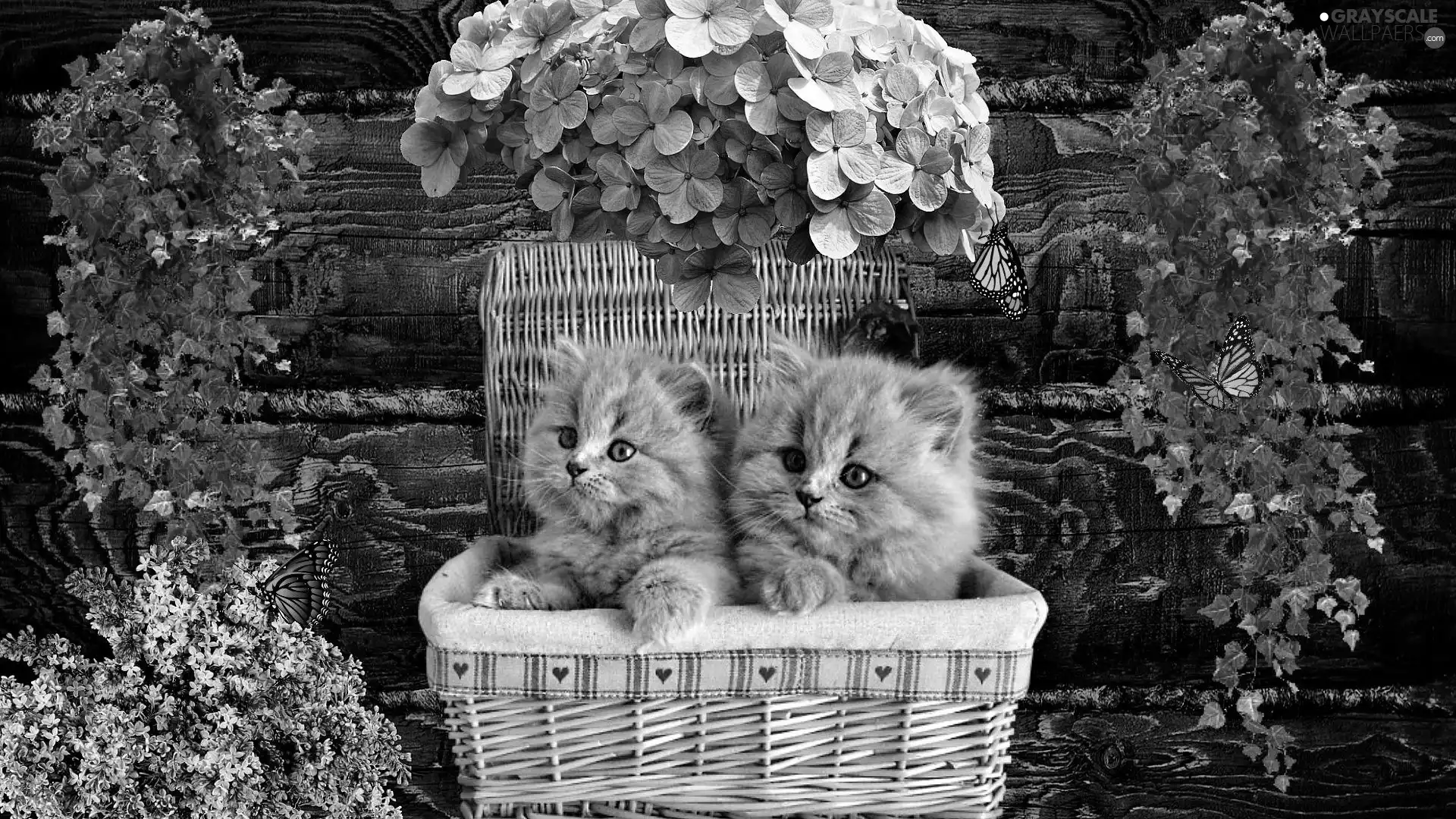 basket, Flowers, tiny, puss, sweet